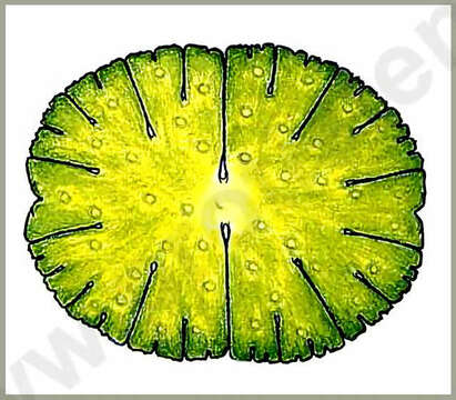 Image of Micrasterias denticulata