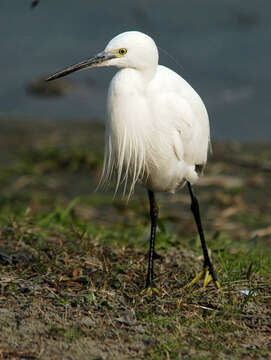 Image of Little Egret