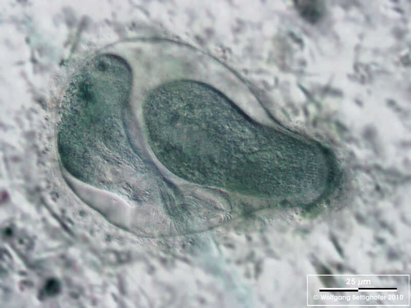 Image de Eufolliculina moebiusi (Möbius 1887) Kahl 1932