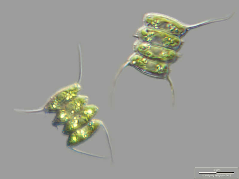 Image of Desmodesmus communis