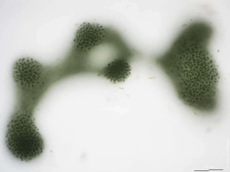 Image of Microcystis aeruginosa