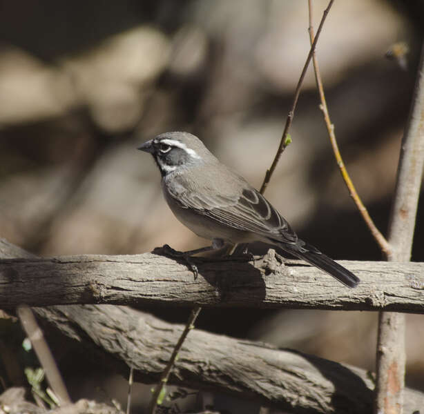 Amphispiza Coues 1874 resmi