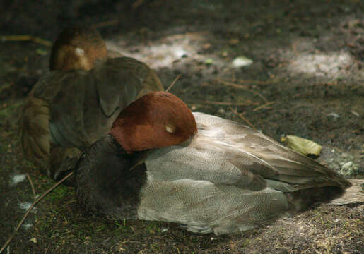 Image of Redhead