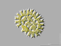 صورة Parapediastrum E. Hegewald 2005