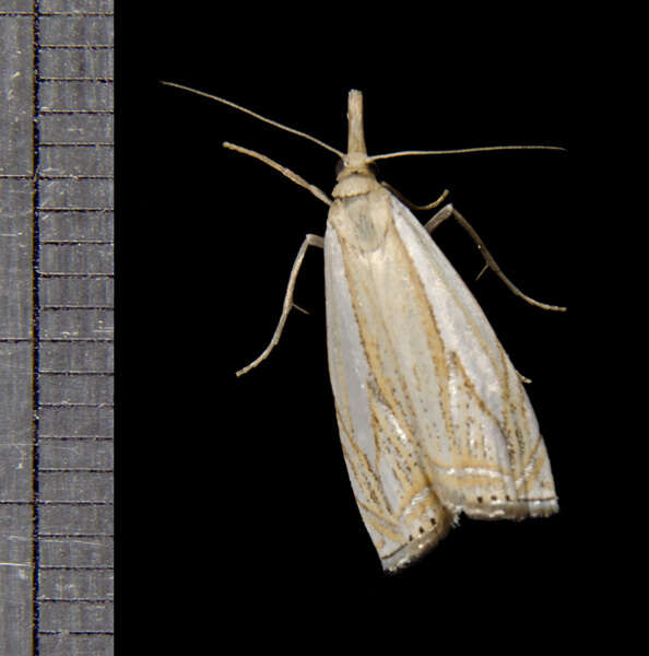 Image of Pasture Grass-veneer