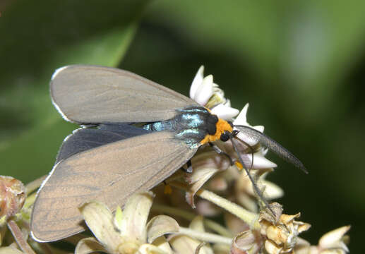 Image de Ctenucha Kirby 1837