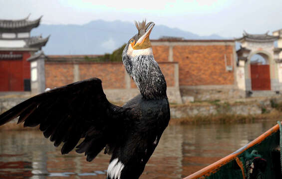 Image of Black Shag