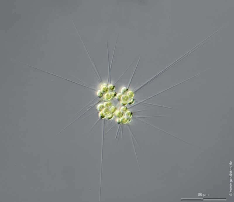 Image of Micractinium pusillum