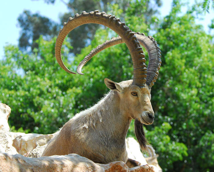 Image of Nubian Ibex