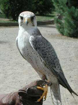 Image of Lanner Falcon