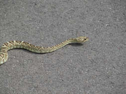 Image of Blacktail Rattlesnake