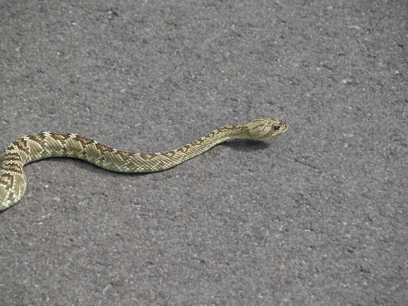 Image of Blacktail Rattlesnake