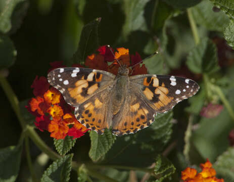 Vanessa cardui resmi