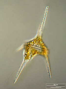 صورة Ceratium hirundinella