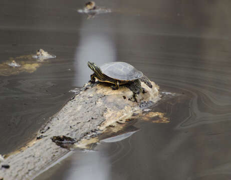 Image of Southern painted turtle