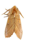 Image of White-dotted Prominent, Rough Prominent