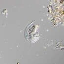 Imagem de Discomorphella pectinata (Levander 1894) Corliss 1960