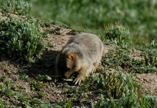 Image of Himalayan Marmot