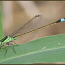 Image of Rambur's Forktail