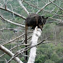 Image of Unadorned Rock Wallaby