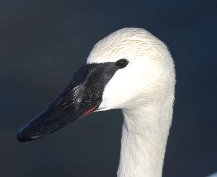 Image of Trumpeter Swan