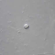 Image of Choanocystis perpusilla (Petersen & Hansen 1960)