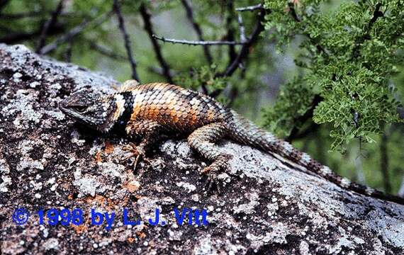 Image of Crevice Spiny Lizard