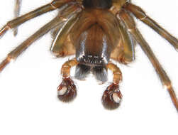 Image de Lycosidae