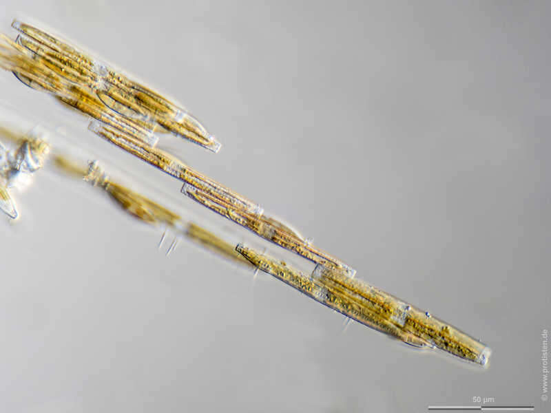 Image de Bacillaria paxillifer