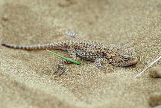 Image of Ching Hai Toadhead Agama