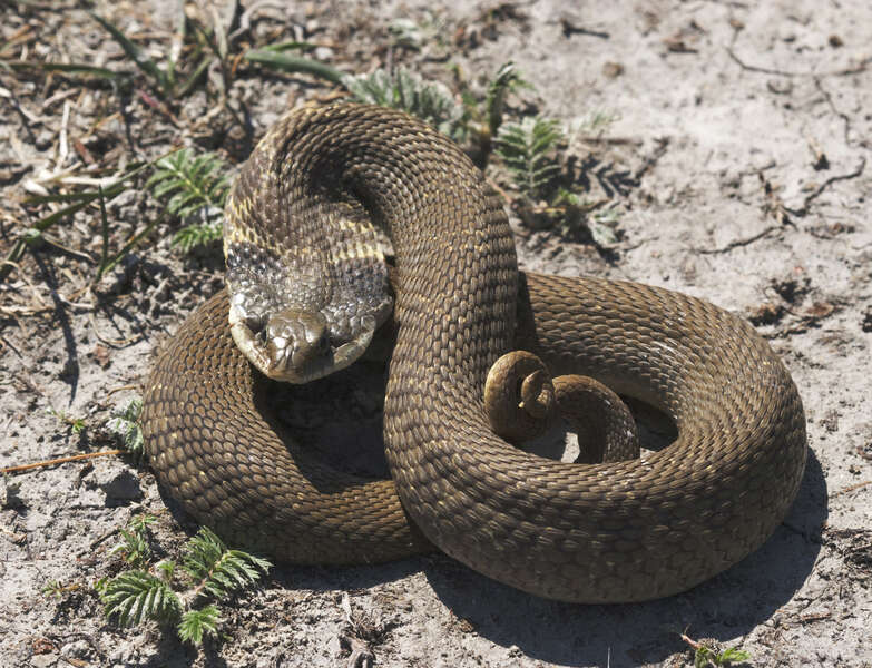 Image of Heterodon Latreille ex Sonnini & Latreille 1801