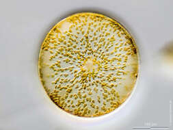 Image de Coscinodiscus concinnus