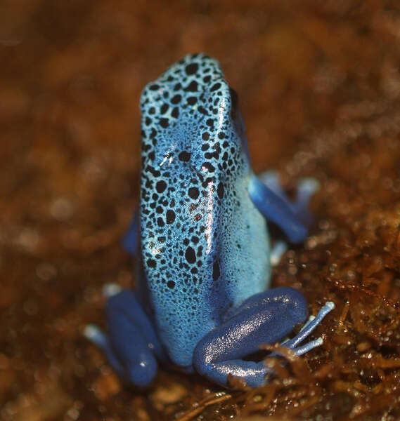 Plancia ëd Dendrobates tinctorius (Cuvier 1797)