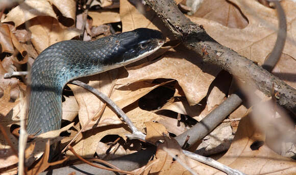 Image of Eastern Racer