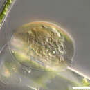 Image of Microchlamys patella