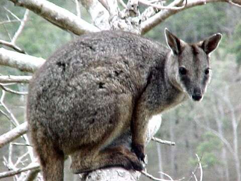 Image of Unadorned Rock Wallaby