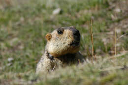 Imagem de Marmota himalayana (Hodgson 1841)