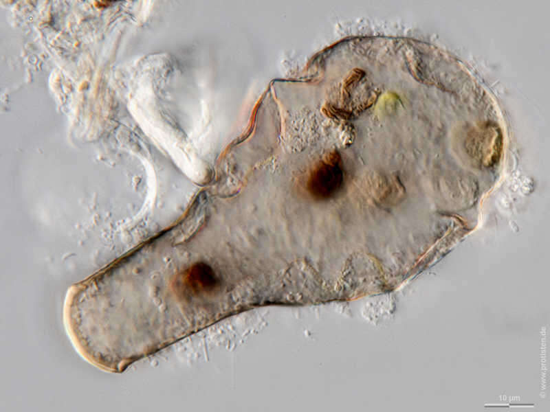 Image of Hyalosphenia elegans