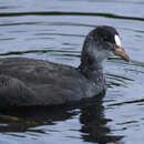 Imagem de Fulica atra Linnaeus 1758