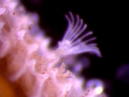 Sivun Plumatellidae kuva