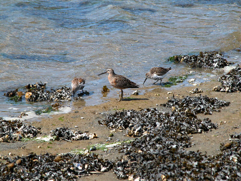 Image of Dunlin