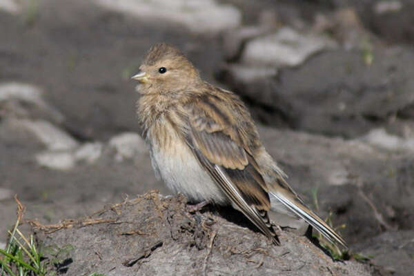 Imagem de Carduelis flavirostris