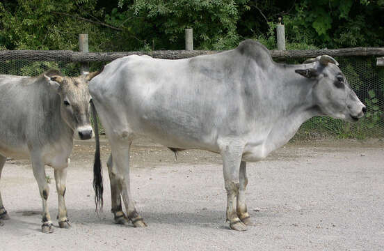 Image of Cow