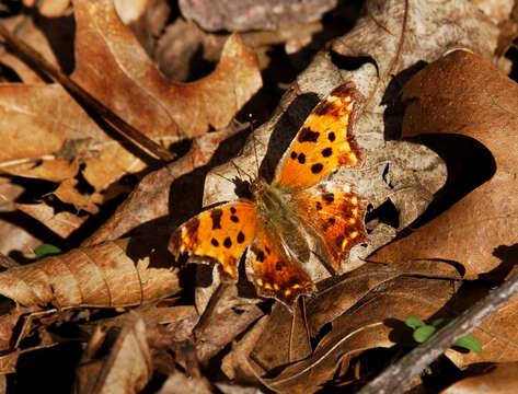 Sivun Polygonia comma Harris 1852 kuva