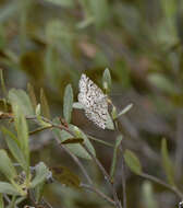 Image of Powder Moths