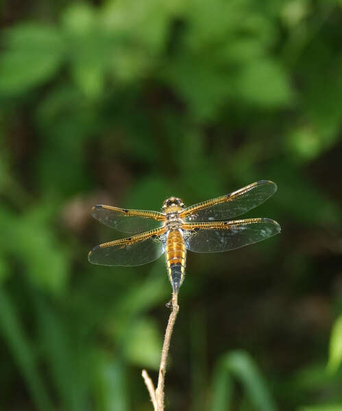 Image of Four-spotted Chaser