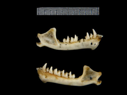 Image of Nycticeius Rafinesque 1819