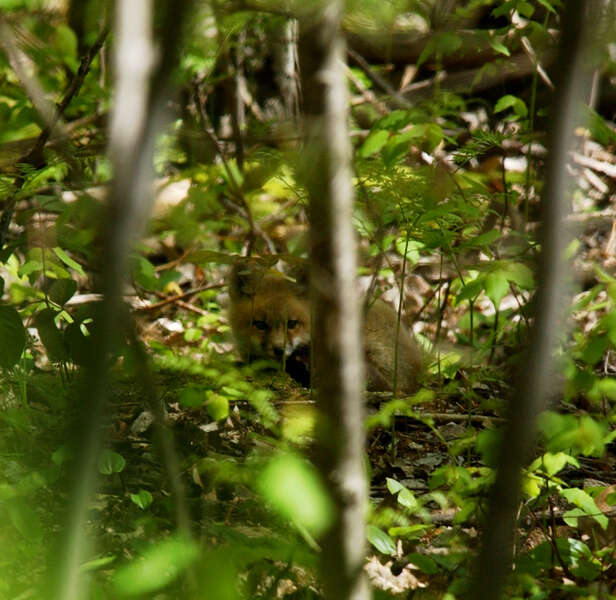 Image of fox, red fox