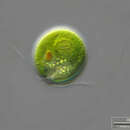 Image of Chlamydomonas reinhardtii