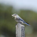 Image of Mountain Bluebird